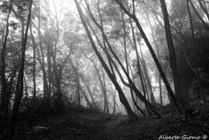 nebbia e1374137131107 La Casa del Diavolo